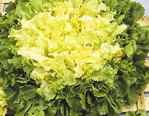 SCAROLA BIANCA DI NAPOLI NR.2000 SEMI